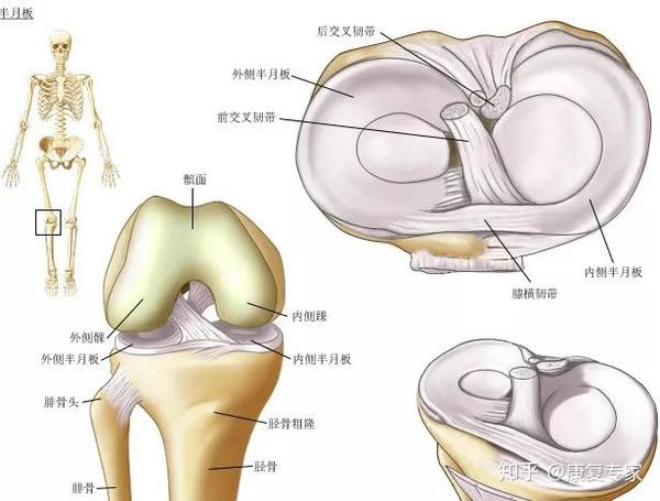 当 膝关节弯曲,小腿固定,大腿强烈外旋时,易引起外侧半月板前角或