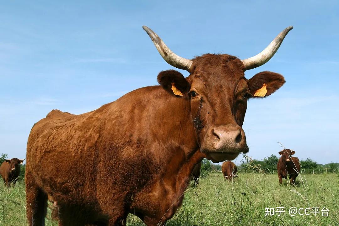 母牛缺钙是小事跛行流产后果不堪设想