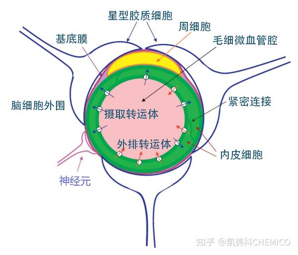 成药性相关小知识5血脑屏障通透性