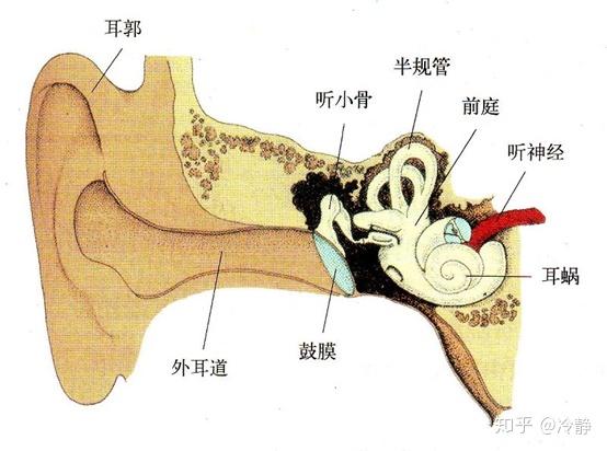 耳朵结构图