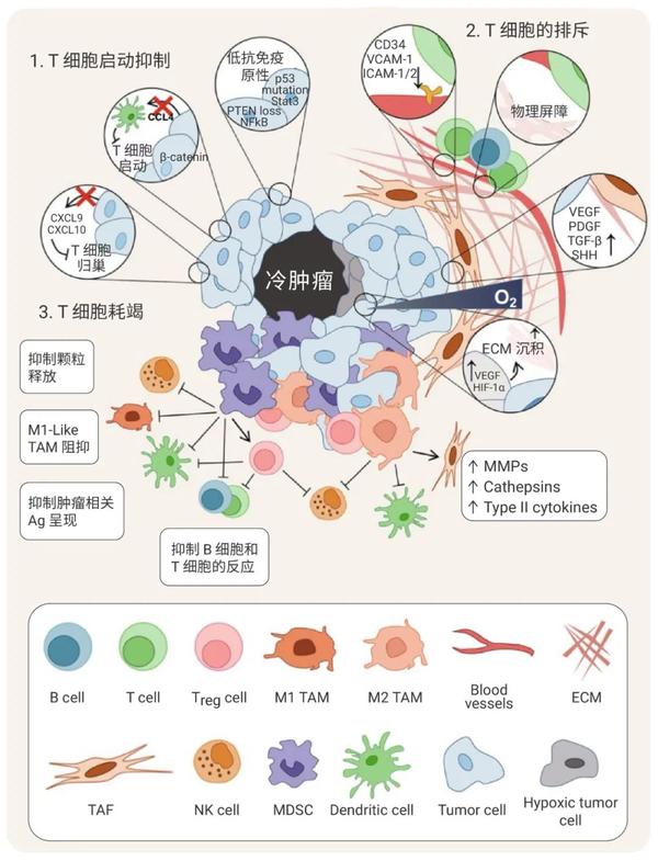 靶向肿瘤微环境 丨冷肿瘤如何变热 MedChemExpress 知乎