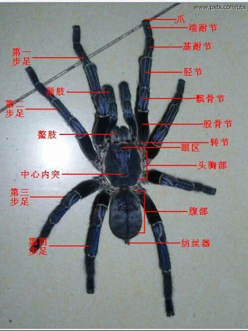蜘蛛结构图 - 知乎