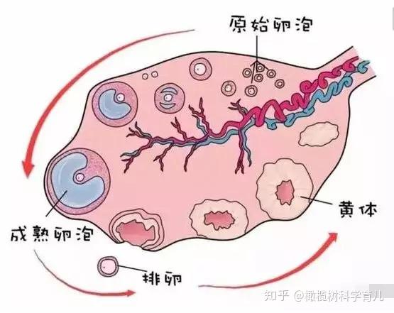 试管婴儿胚胎前传——卵泡发育的发育史!