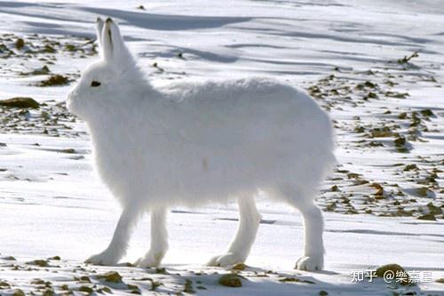北极兔子因腿长而神奇的兔子