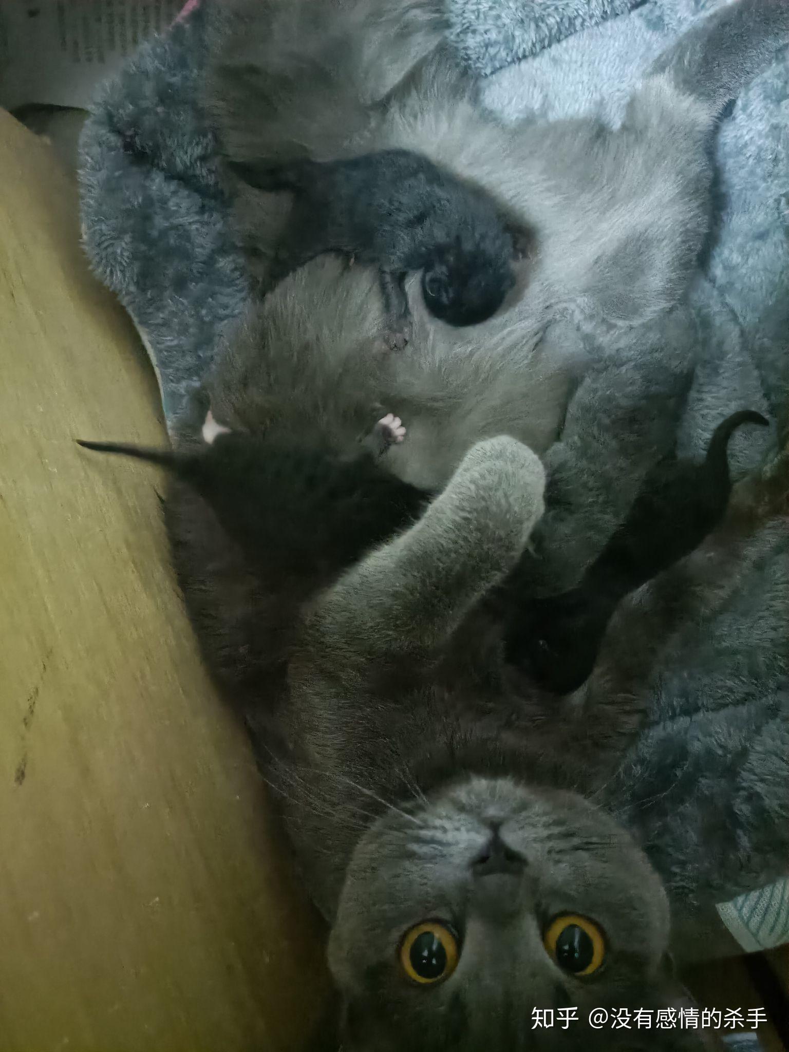我家养了一只田园黑猫母猫是英短蓝猫他两结合会生出什么样的小崽崽啊