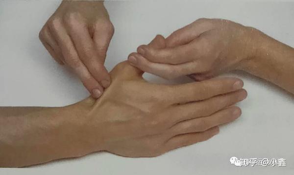 拇短伸肌,拇长伸肌,第1~4蚓状肌-功能与肌力测评
