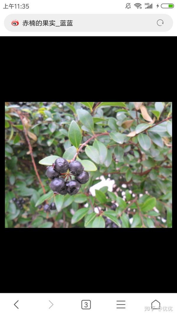江西山上野果子果实黑色果子底端有根须须果子看上去跟扑克里面黑桃