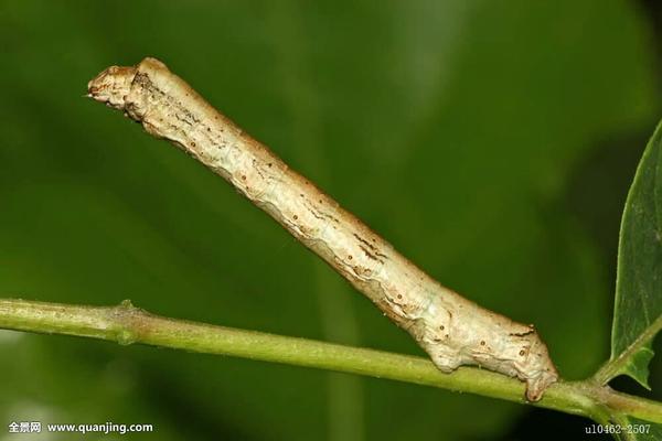 尺蠖有毒吗 zhuanlan.zhihu.com