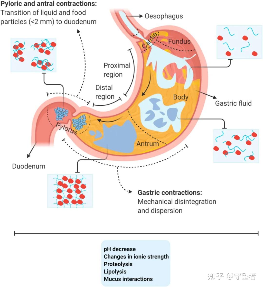 foodhydrocolloids综述生物聚合物胃消化期间相互作用