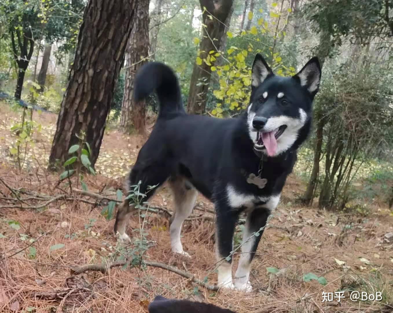 想看铁包金俗称四眼毛色的中华田园犬大家可以发我看看吗