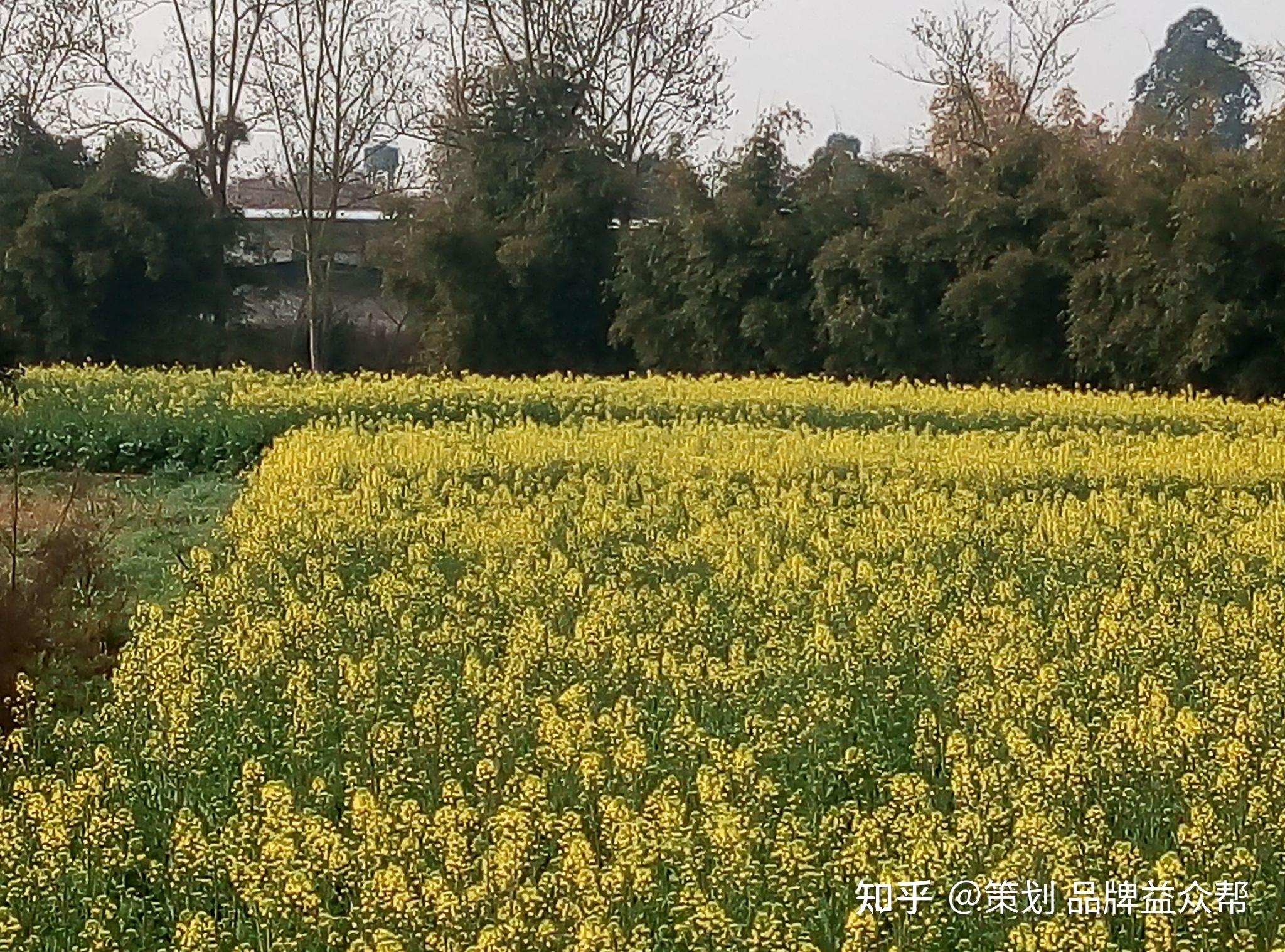 春天漂亮的乡村油菜花自然风景图片油菜花自然风光图片8张壁纸拍摄