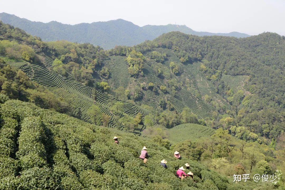 几个小而美的西湖龙井山场