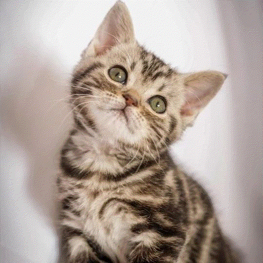 python几行代码制作gif动图