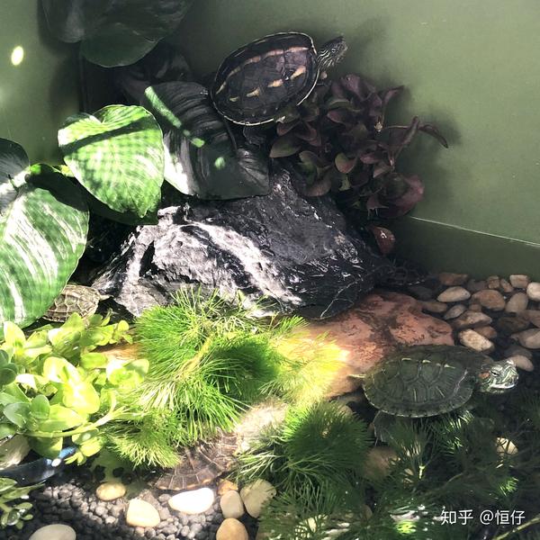 我的养龟日志半生态龟缸的布置