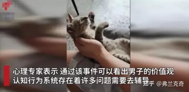 广东男子杀野猫剁碎煮熟了喂自己的猫