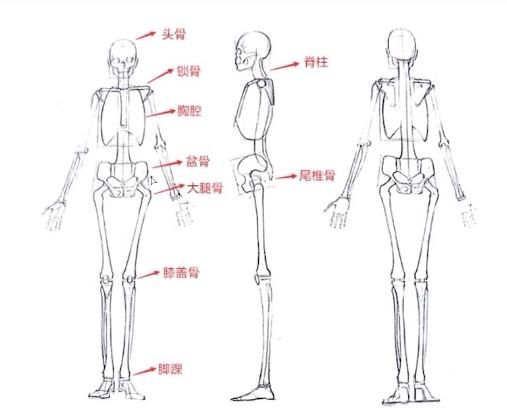 人体结构一画就废进来拯救手残党一看就绘