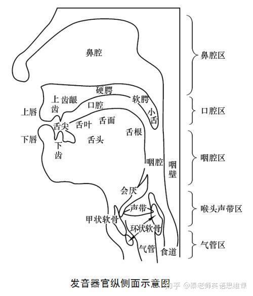 念"清华",秒懂英语发音部位!| 英汉比较教学法·语音思维no.
