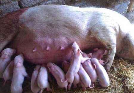 母猪产后热也叫母猪产后褥热,即母猪产后1到3天,因子宫感染而引起
