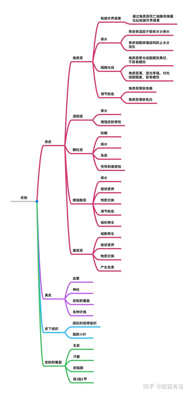 一张思维导图了解皮肤结构