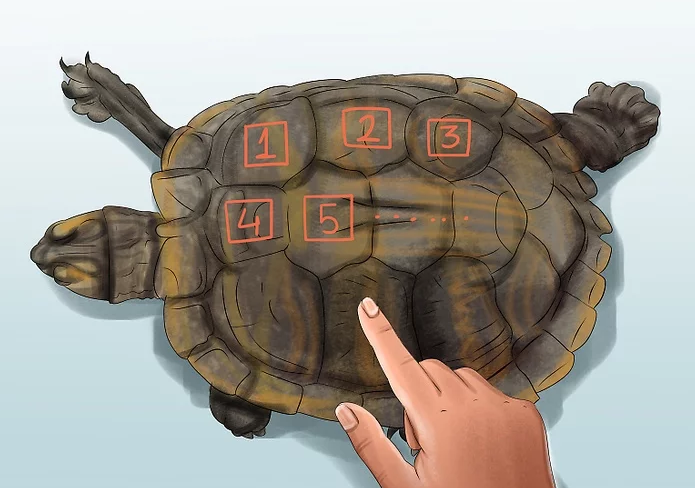 如何判断乌龟的年龄