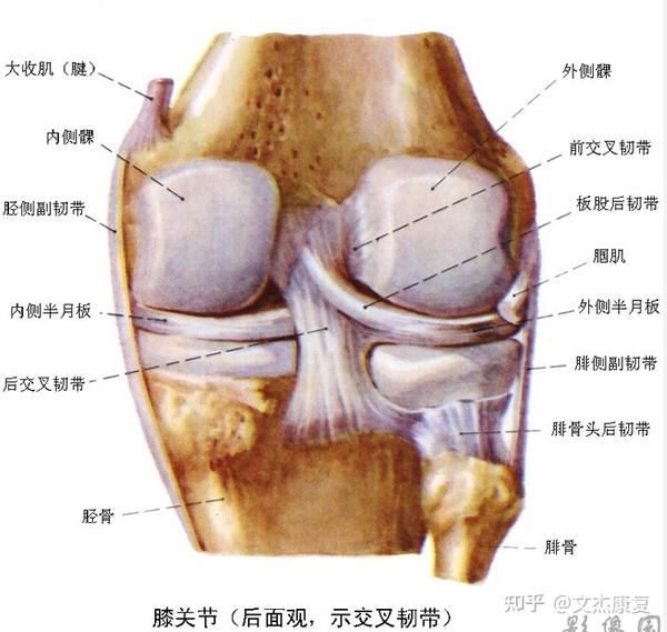 后交叉韧带起于股骨髁间窝内前部,向后,外,下止于胫骨棘后侧.