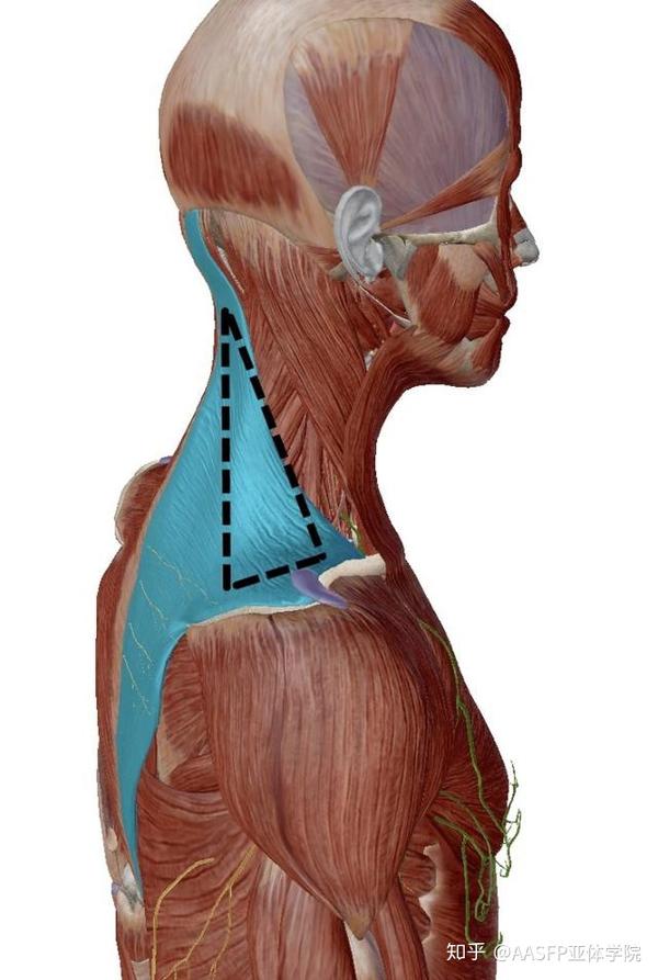 在颈部两侧和肩上突起的肌肉 上斜方肌是黑色虚线所画的位置 上斜方肌