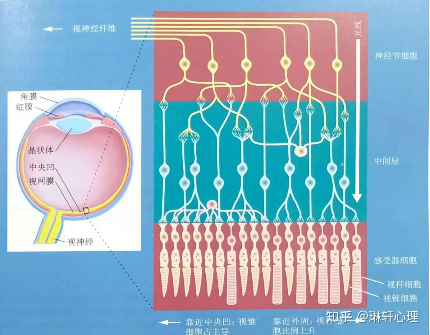 我们是如何看到这个世界的(眼)在人视网膜视觉神经细胞的"视杆细胞外