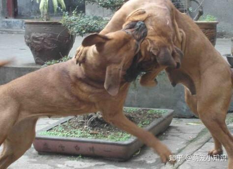 犬界中的5大猛犬第四名被称为疯狗
