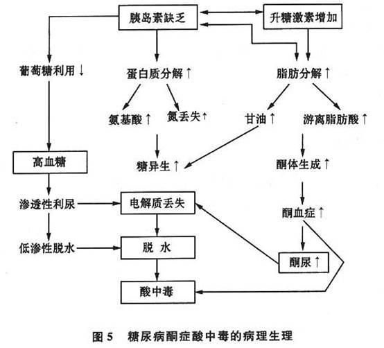 脂肪大量分解代谢,产生并堆积丙酮等酮体物质,引发中毒