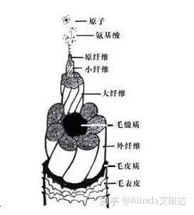 ▍髓质层 位于整个毛干的中心由真空状的海绵体排列形成的(细软的头发