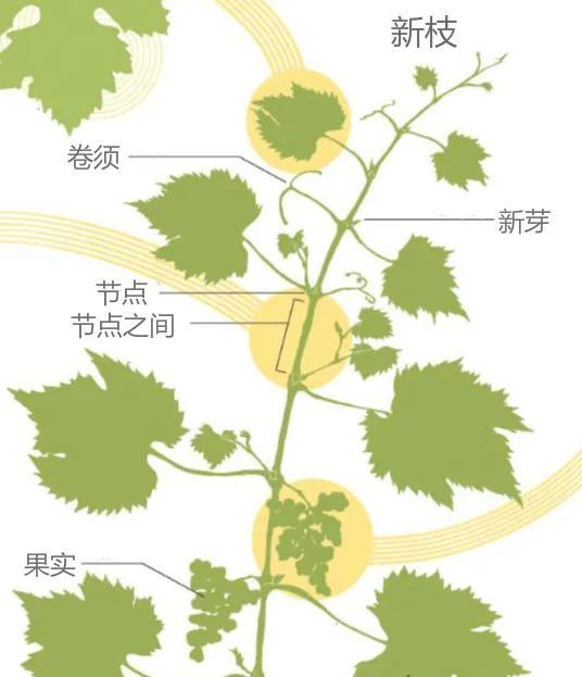 一棵葡萄树是如何构成的wset高级课堂1