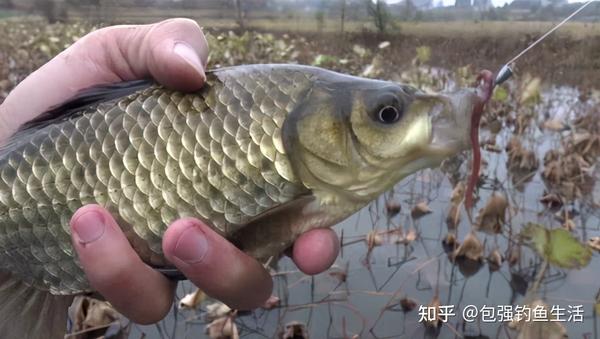 鲈鱼;和钓鳜鱼一样就行,但是饵料你最好选择活虾,泥鳅我也钓到过但是