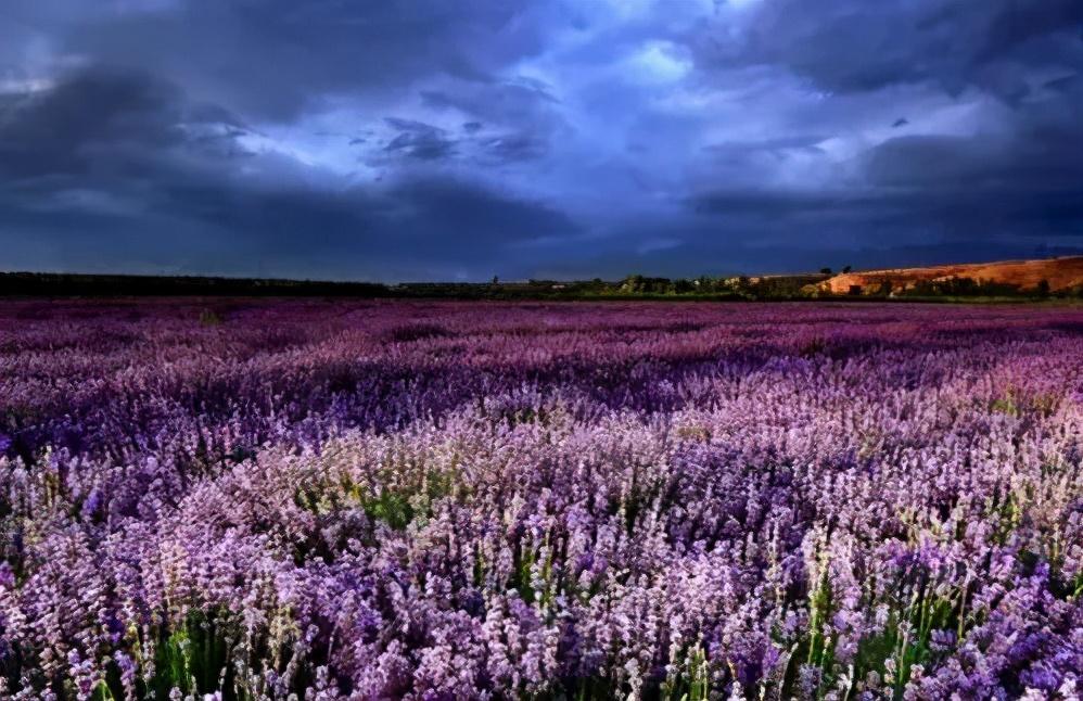新疆大西北的紫色梦境——伊犁薰衣草花海(新疆必去的
