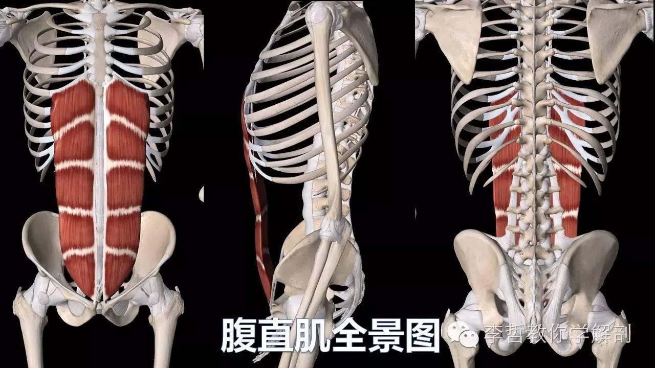 赞同了该文章 今日表层肌肉分享: 位置:在腹前壁正中线两侧的腹直肌鞘