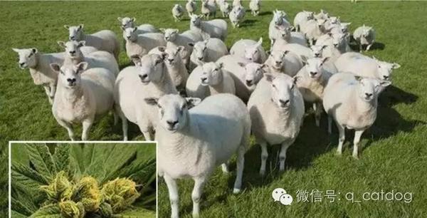 放羊吃草,羊却意外吃到大麻