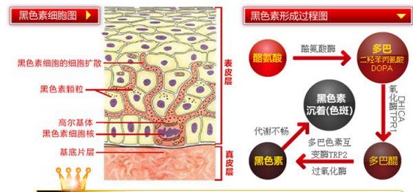 肌肤暗黄的形成罪魁祸首就是黑色素,肌肤黑色素是决定皮肤呈现颜色的