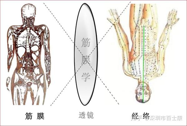 筋膜学研究与疼痛相关的临床思考