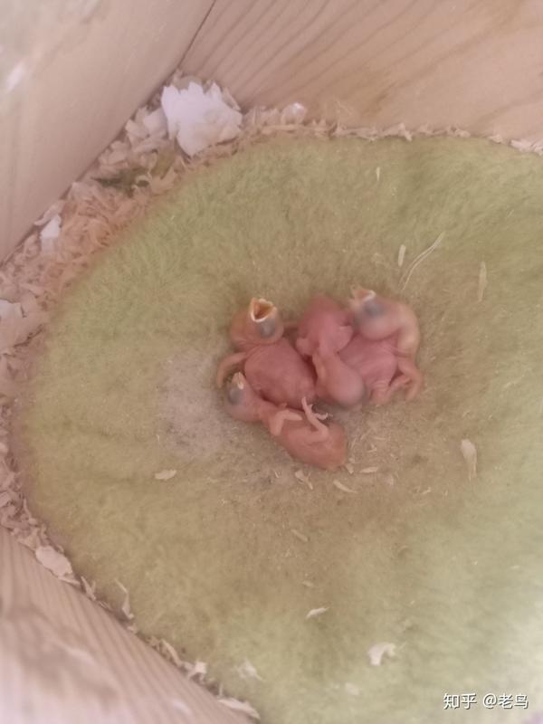 文鸟手养育雏
