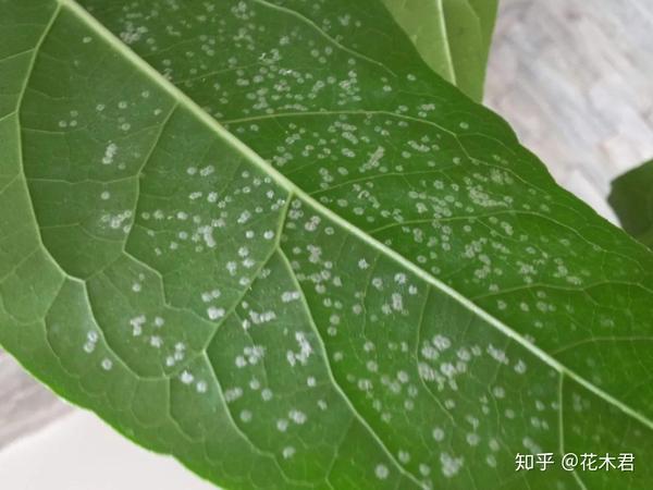 病虫害防治|盆栽花卉发现白色病害,根据部位和类型,对症下药