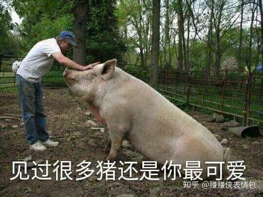 调戏表情包图片:虽然我见过那么多猪,但还是你最可爱