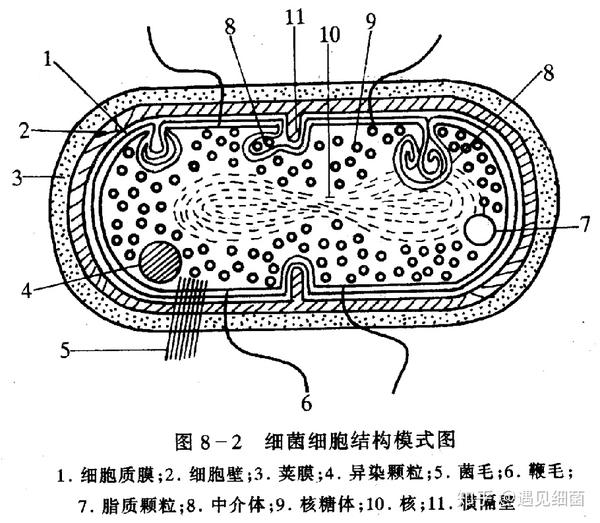 细菌细胞结构模式图