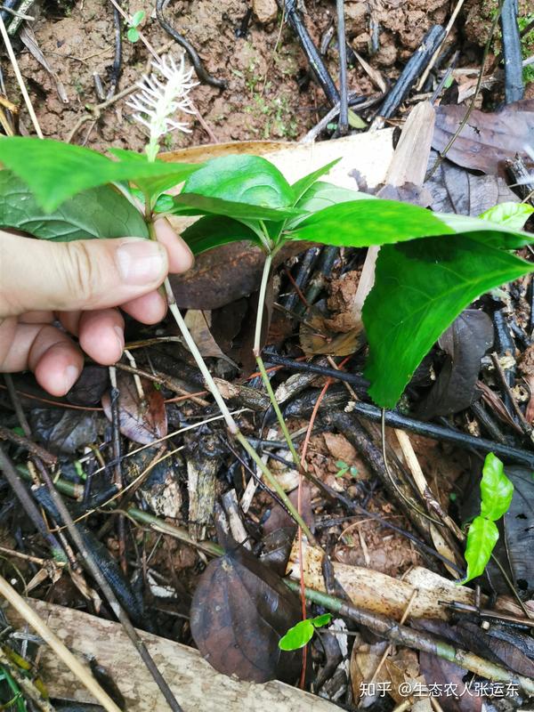 (《福建民间草药》) ②治蛇咬伤:鲜银线草叶三至五片,加些雄黄捣烂,贴