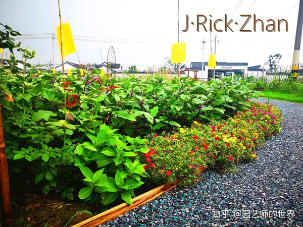 蔬菜花园,将重新定义可食用景观(收获篇)
