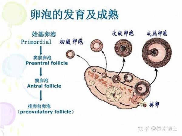 并不是每个原始卵泡都能经历卵泡发育的每个阶段.