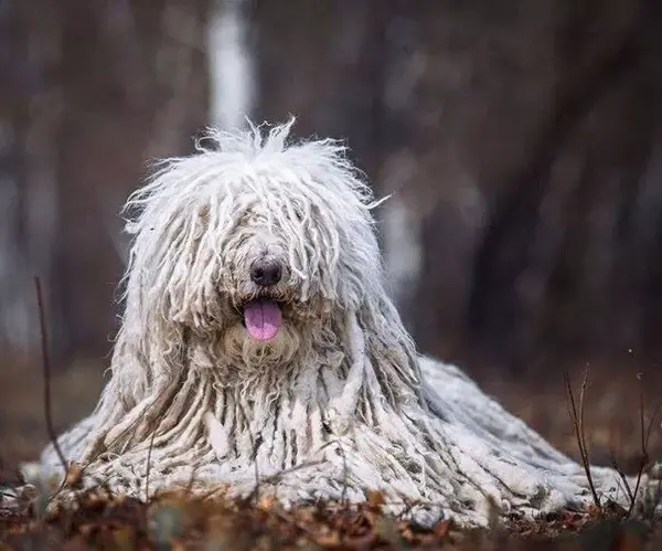 每日一宠可蒙犬