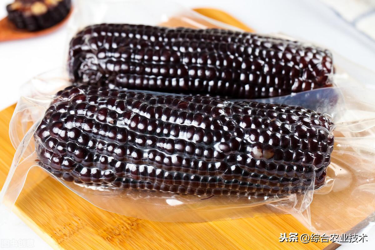如何辨别真假黑玉米黑玉米和黄玉米有什么区别