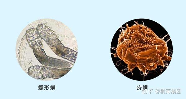 科普螨虫的一生