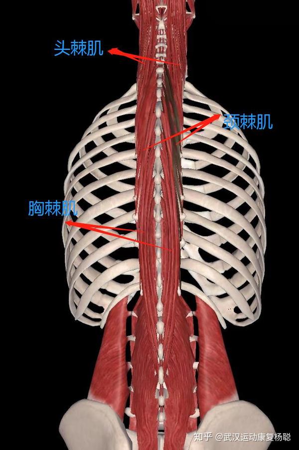 分为腰髂肋肌,背髂肋肌,项髂肋肌;中部为最长肌,分为腰背最长肌,颈
