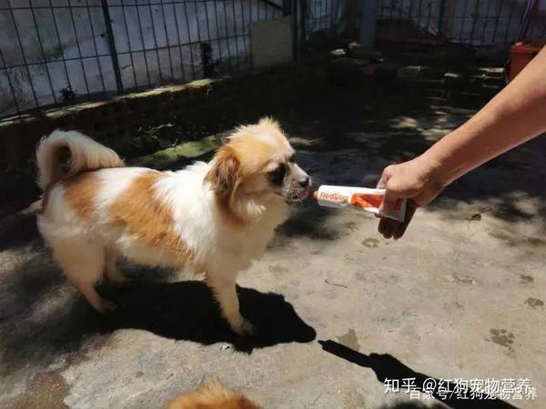 红狗宠物公益 | 救助流浪动物,红狗一直在行动