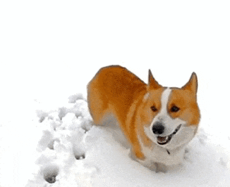 下面这几个冬季养狗的细节,宠主如果不好好注意,狗狗可是很容易生病